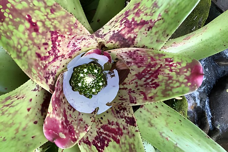 Casa Asha - design com cachoeira na Aldeia Rizoma