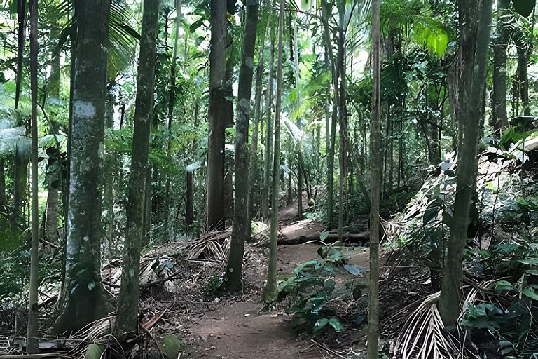 Casa na floresta com cachoeira na Aldeia Rizoma