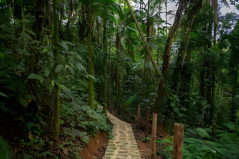 No topo das árvores, próximo à cachoeira