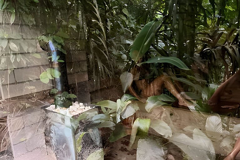 No topo das árvores, próximo à cachoeira