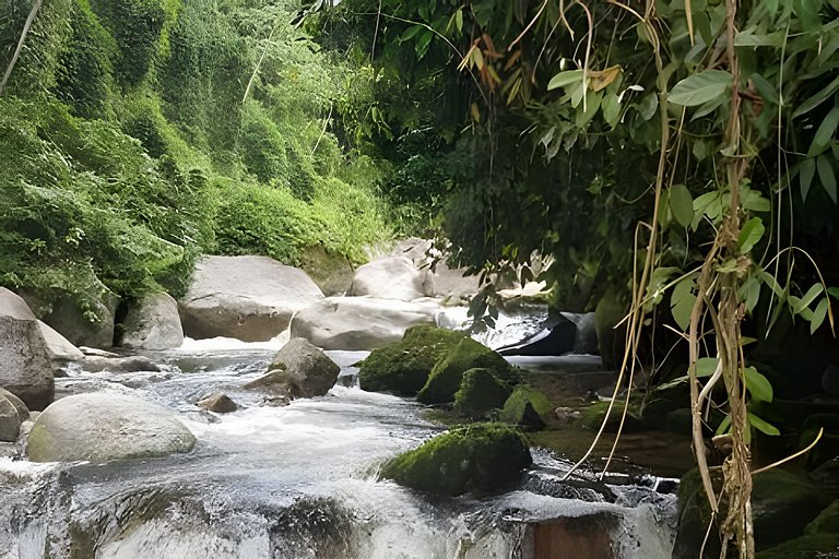 No topo das árvores na Aldeia Rizoma